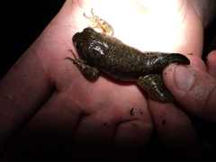 Lithobates