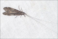 Triplectides similis