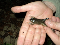 Lithobates