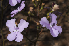 Stylidium affine