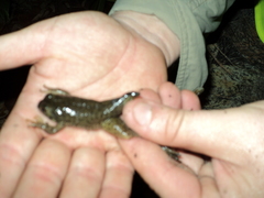 Lithobates