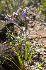 Stylidium affine