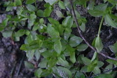 Stellaria crispa