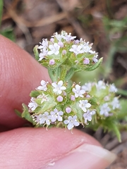 Valerianella