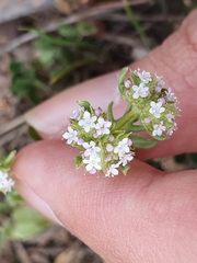 Valerianella