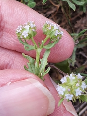 Valerianella