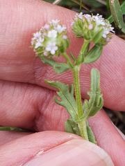Valerianella