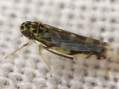 Eupteryx