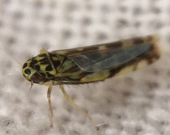 Eupteryx