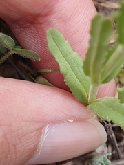 Valerianella