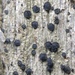 Cresponea chloroconia - Photo (c) Samuel Brinker, some rights reserved (CC BY-NC), uploaded by Samuel Brinker