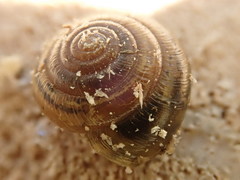 Gastrodontidae