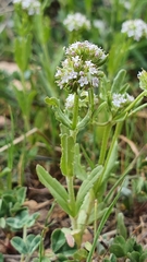 Valerianella