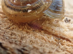 Gastrodontidae