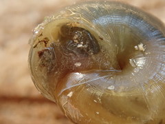 Gastrodontidae