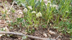 Valerianella