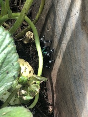 Phidippus audax