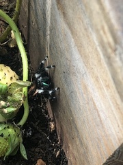Phidippus audax