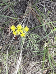 Lomatium foeniculaceum