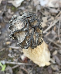 Morchella populiphila