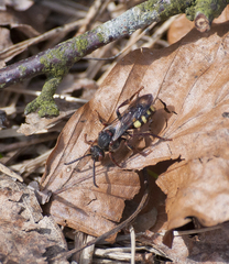 Nomada leucophthalma