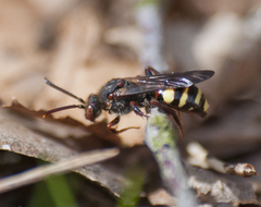 Nomada leucophthalma