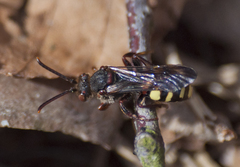 Nomada leucophthalma
