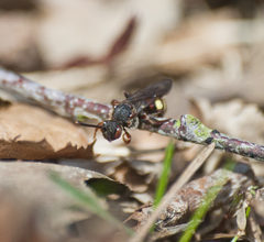 Nomada leucophthalma