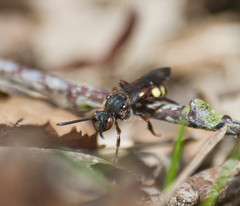 Nomada leucophthalma