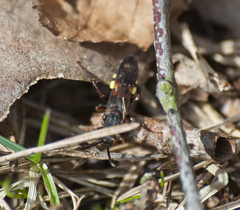 Nomada leucophthalma