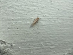 Stenocranus dorsalis