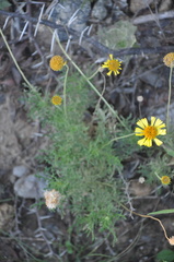 Gaillardia megapotamica