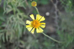 Gaillardia megapotamica