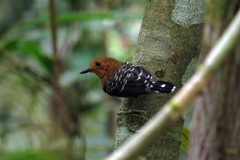 Willisornis poecilinotus