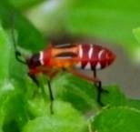 Dysdercus concinnus