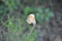 Gaillardia megapotamica