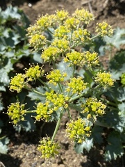 Lomatium lucidum