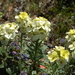 Headland Wallflower - Photo (c) FarOutFlora, some rights reserved (CC BY-NC-ND)