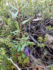 Billardiera longiflora
