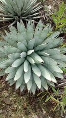 Agave macroacantha