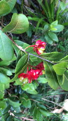 Ochna thomasiana
