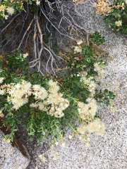 Ericameria cuneata spathulata