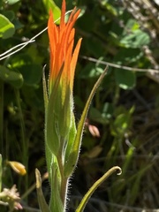 Castilleja minor