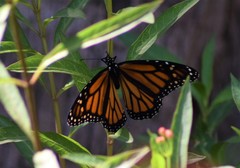 Danaus plexippus