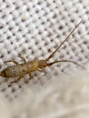 Pogonognathellus longicornis