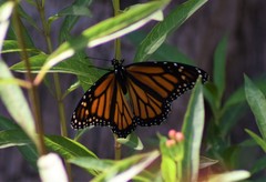Danaus plexippus