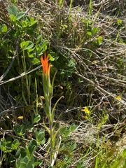 Castilleja minor