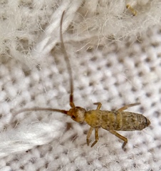 Pogonognathellus longicornis