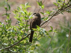 Melospiza melodia