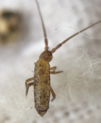 Pogonognathellus longicornis